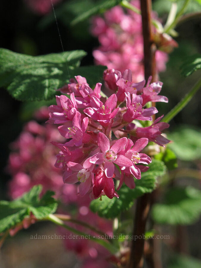 red-flowering currant (Ribes sanguineum) [Gorge Trail #400, John B. Yeon State Park, Multnomah County, Oregon]