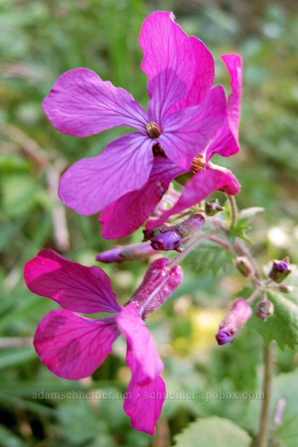 honesty (money plant) (Lunaria annua) [Gorge Trail #400, John B. Yeon State Park, Multnomah County, Oregon]