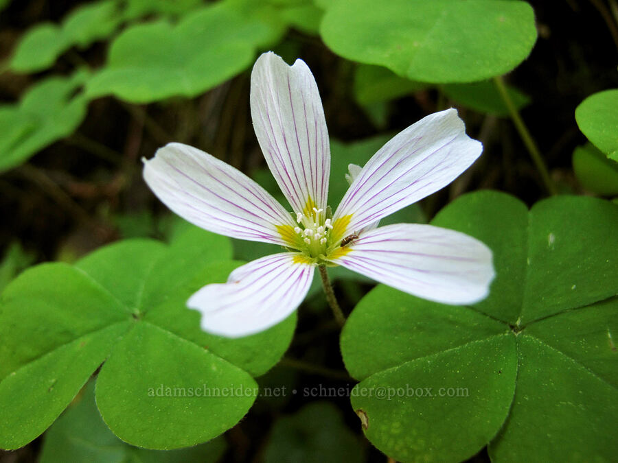 redwood sorrel (Oxalis oregana) [Gorge Trail #400, John B. Yeon State Park, Multnomah County, Oregon]