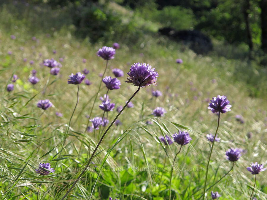 fork-tooth ookow (Dichelostemma congestum (Brodiaea congesta)) [Jackson Road, Skamania County, Washington]