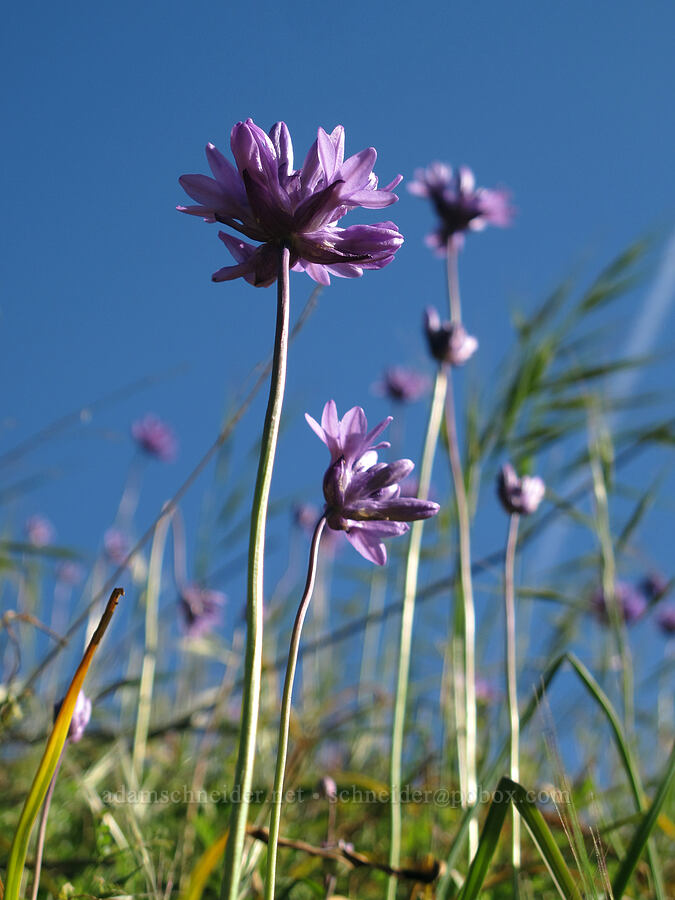 fork-tooth ookow (Dichelostemma congestum (Brodiaea congesta)) [Jackson Road, Skamania County, Washington]
