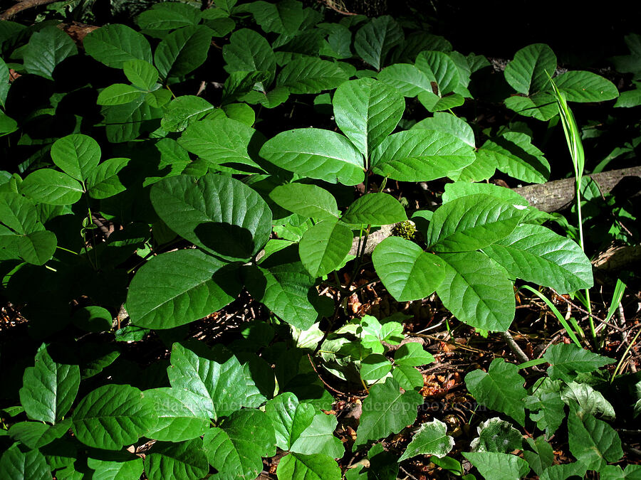 poison-oak (Toxicodendron diversilobum (Rhus diversiloba)) [Cook Hill, Gifford Pinchot National Forest, Skamania County, Washington]