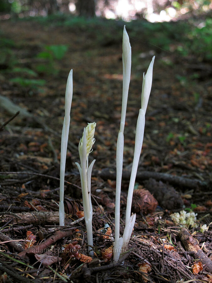 phantom orchids (Cephalanthera austiniae (Eburophyton austiniae)) [Cook Hill, Gifford Pinchot National Forest, Skamania County, Washington]