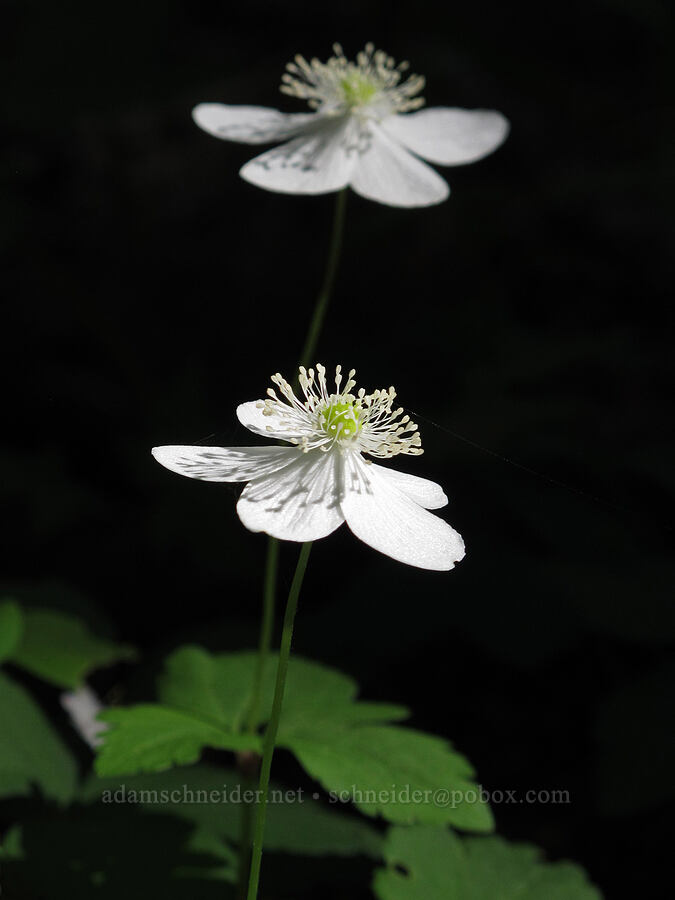 Columbia windflower (Anemone deltoidea (Anemonastrum deltoideum)) [Cook Hill, Gifford Pinchot National Forest, Skamania County, Washington]