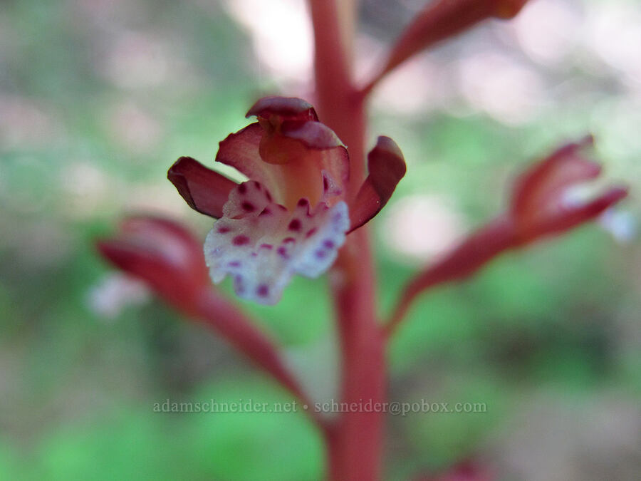 spotted coral-root orchid (Corallorhiza maculata) [Cook Hill, Gifford Pinchot National Forest, Skamania County, Washington]