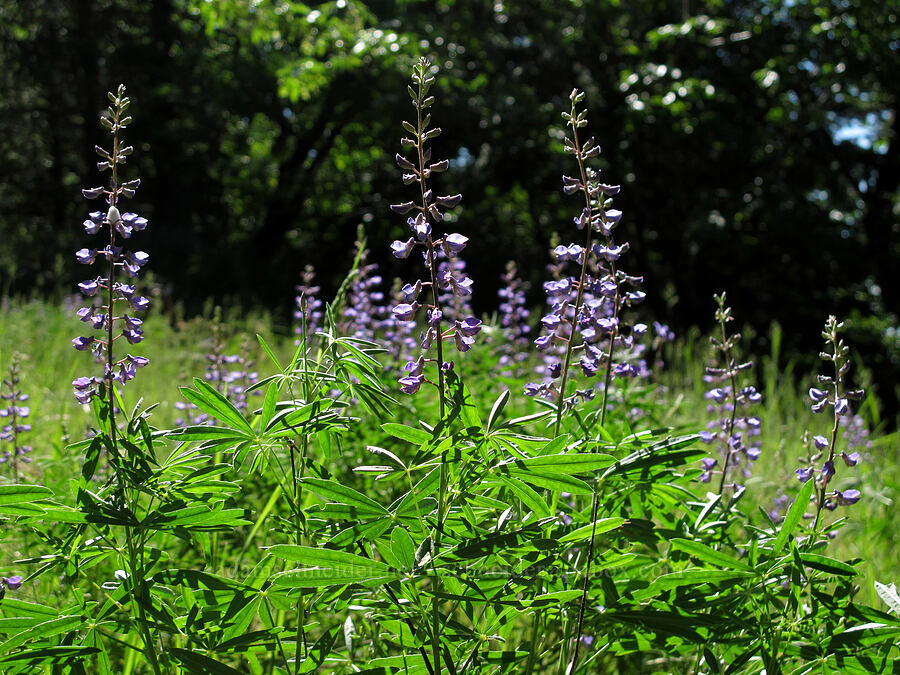 spurred lupine (Lupinus arbustus) [Cook Hill, Gifford Pinchot National Forest, Skamania County, Washington]