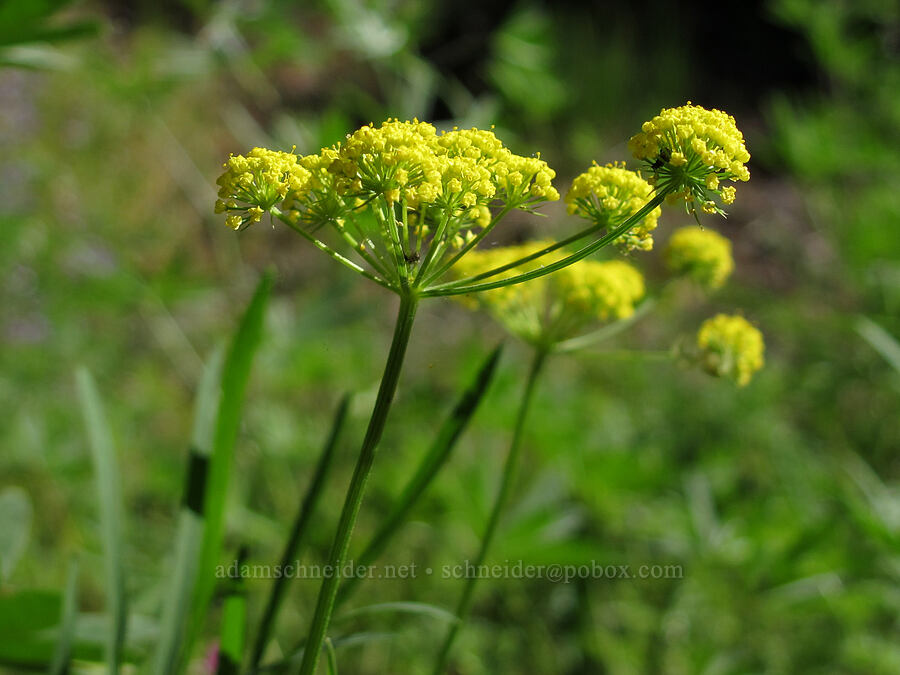 nine-leaf desert parsley (Lomatium triternatum) [Cook Hill, Gifford Pinchot National Forest, Skamania County, Washington]