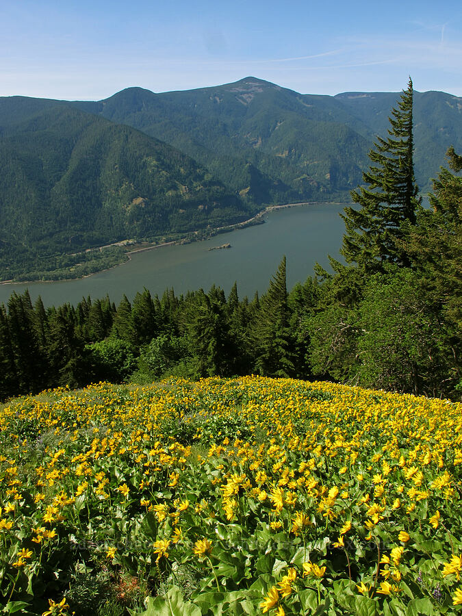 balsamroot (Balsamorhiza sp.) [Cook Hill, Gifford Pinchot National Forest, Skamania County, Washington]