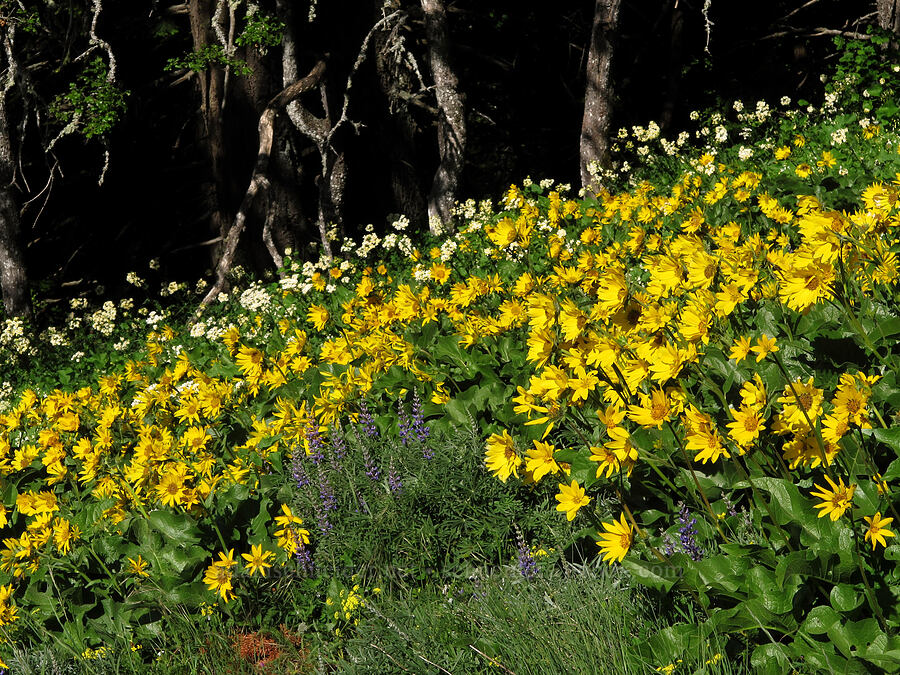 balsamroot & white western groundsel (Balsamorhiza sp., Senecio integerrimus var. ochroleucus) [Cook Hill, Gifford Pinchot National Forest, Skamania County, Washington]