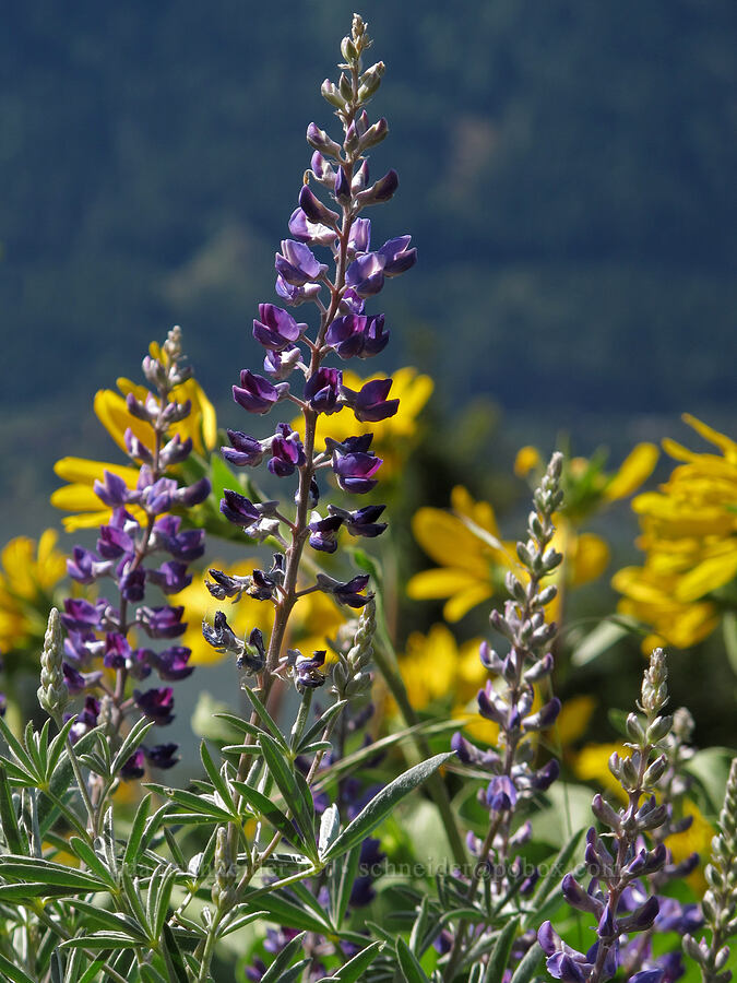 spurred lupine & balsamroot (Lupinus arbustus, Balsamorhiza sp.) [Cook Hill, Gifford Pinchot National Forest, Skamania County, Washington]