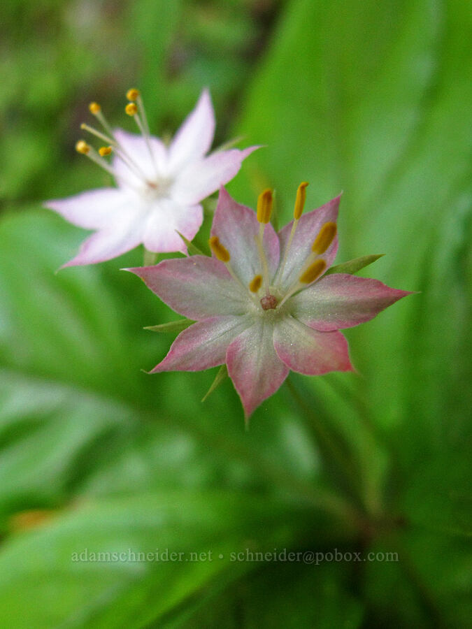 western starflower (Lysimachia latifolia (Trientalis borealis ssp. latifolia)) [Cook Hill, Gifford Pinchot National Forest, Skamania County, Washington]