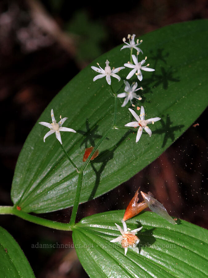 starry false solomon's-seal (Maianthemum stellatum (Smilacina stellata)) [Cook Hill, Gifford Pinchot National Forest, Skamania County, Washington]
