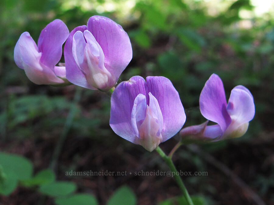 Sierra pea-vine (Lathyrus nevadensis) [Cook Hill, Gifford Pinchot National Forest, Skamania County, Washington]