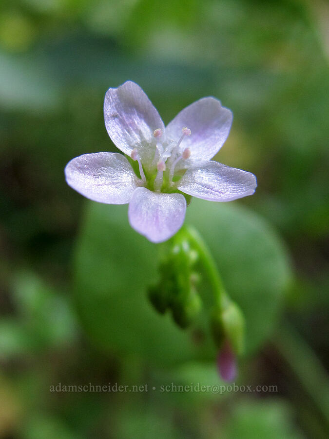 miner's lettuce (Claytonia perfoliata (Montia perfoliata)) [Cook Hill, Gifford Pinchot National Forest, Skamania County, Washington]