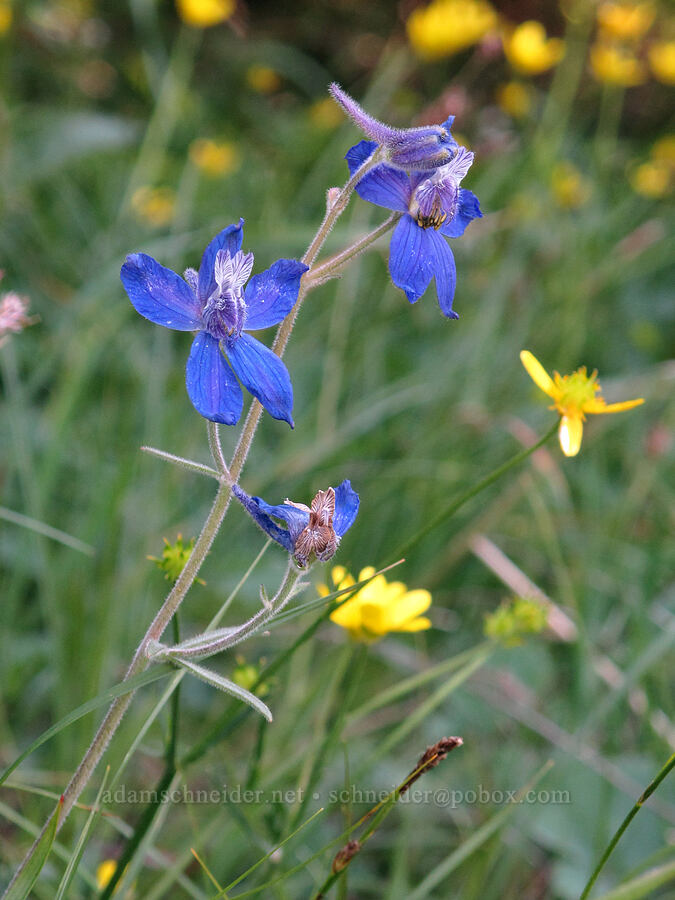 larkspur & buttercups (Delphinium nuttallianum, Ranunculus occidentalis) [Cook Hill, Skamania County, Washington]