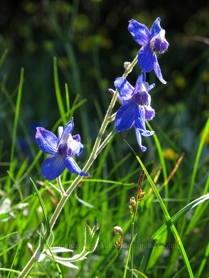 larkspur (Delphinium nuttallianum) [Cook Hill, Skamania County, Washington]