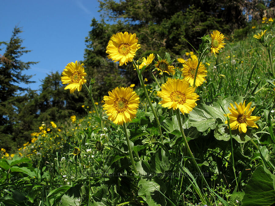 balsamroot (Balsamorhiza sp.) [Cook Hill, Skamania County, Washington]