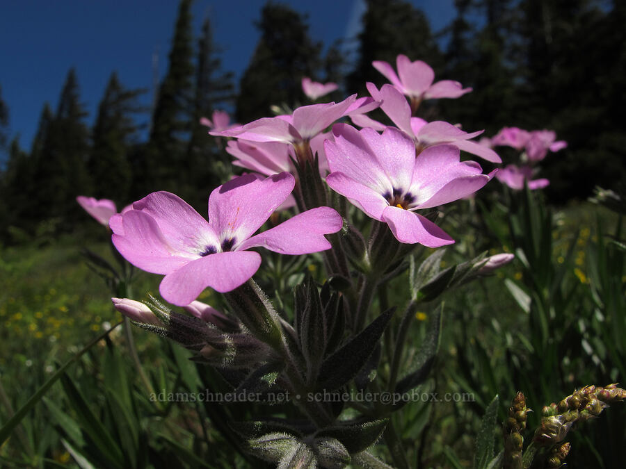 showy phlox (Phlox speciosa) [Cook Hill, Skamania County, Washington]
