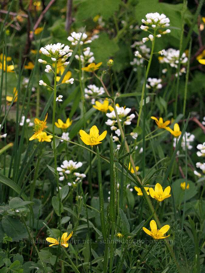 rock penny-cress & buttercups (Noccaea fendleri ssp. glauca (Thlaspi fendleri var. glaucum), Ranunculus occidentalis) [Cook Hill, Skamania County, Washington]