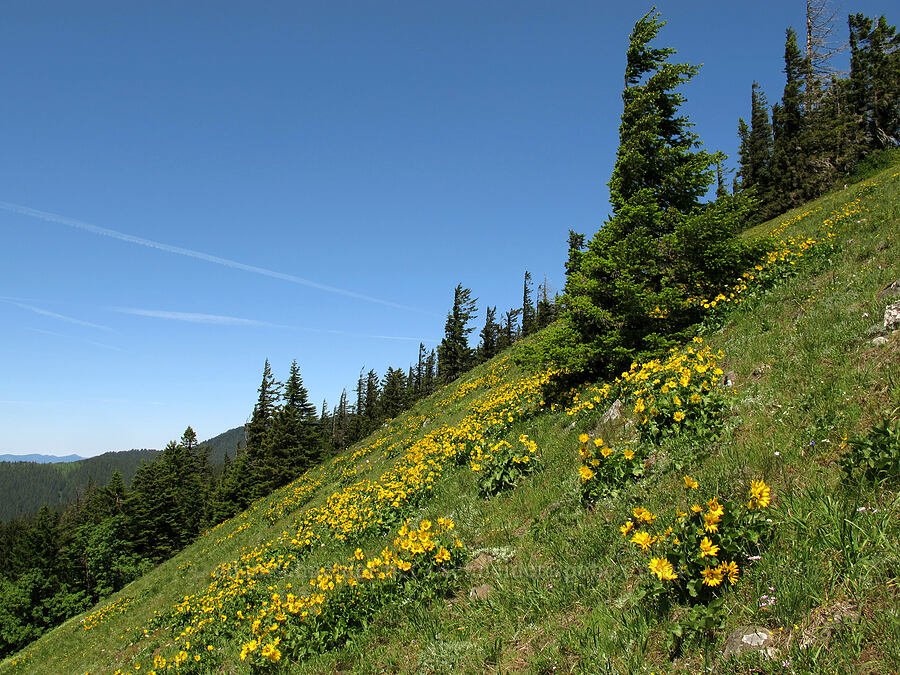balsamroot (Balsamorhiza sp.) [Cook Hill, Skamania County, Washington]