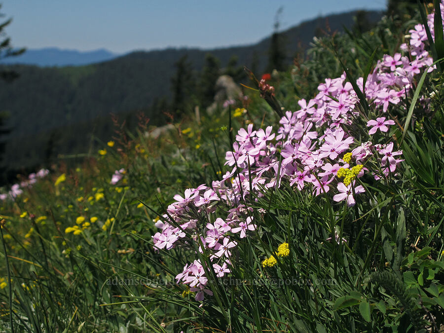showy phlox (Phlox speciosa) [Cook Hill, Gifford Pinchot National Forest, Skamania County, Washington]