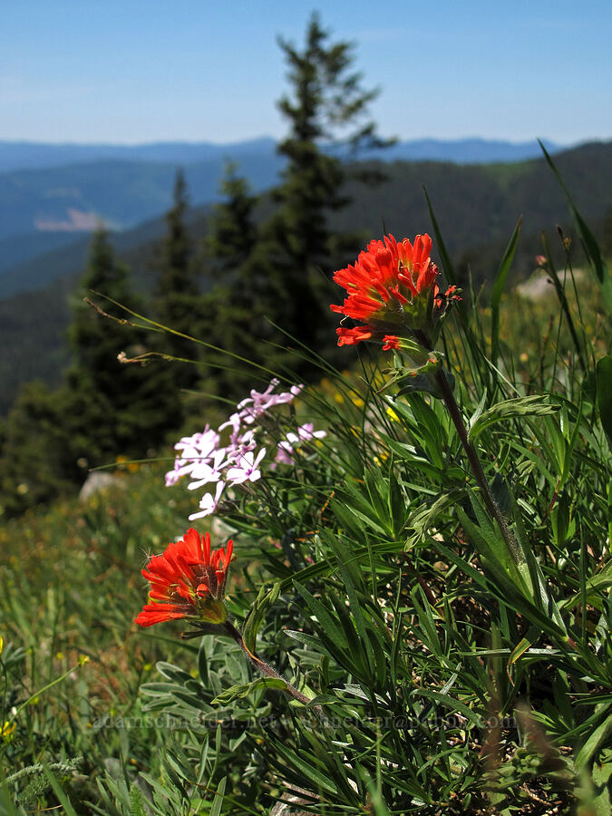 harsh paintbrush & showy phlox (Castilleja hispida, Phlox speciosa) [Cook Hill, Gifford Pinchot National Forest, Skamania County, Washington]