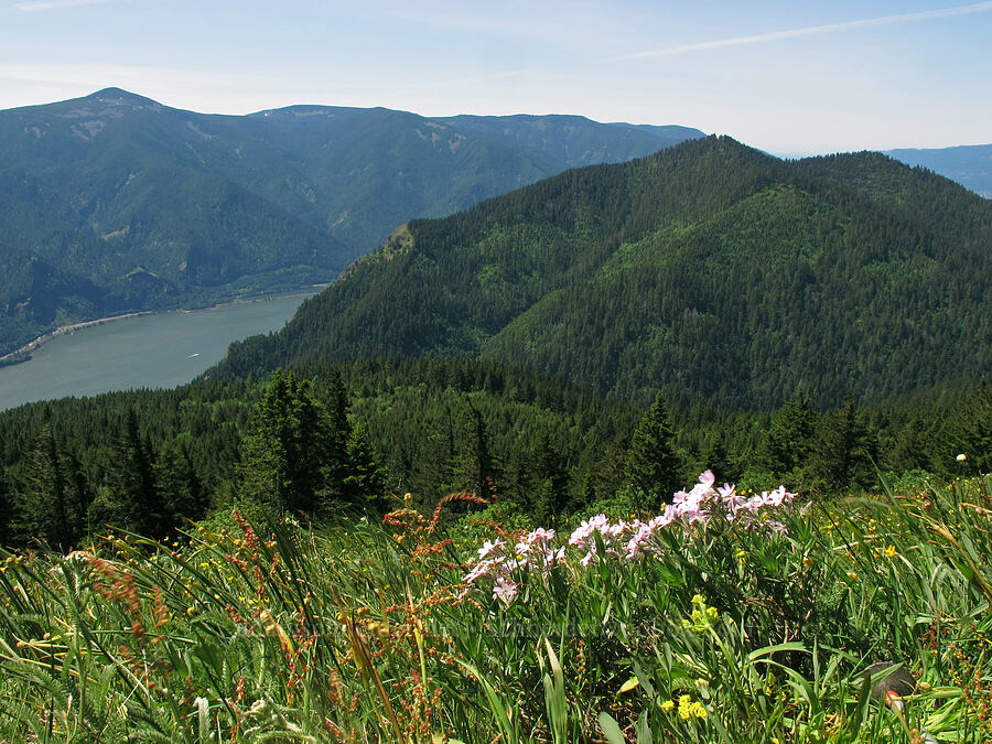 Mt. Defiance & Dog Mountain [Cook Hill, Gifford Pinchot National Forest, Skamania County, Washington]
