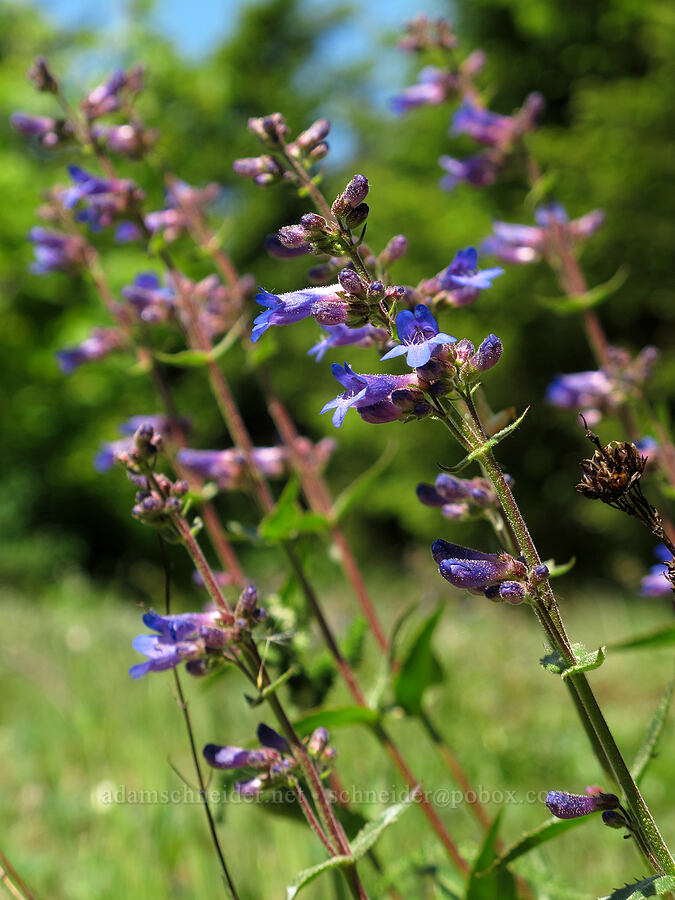 fine-tooth penstemon (Penstemon subserratus) [Cook Hill, Skamania County, Washington]