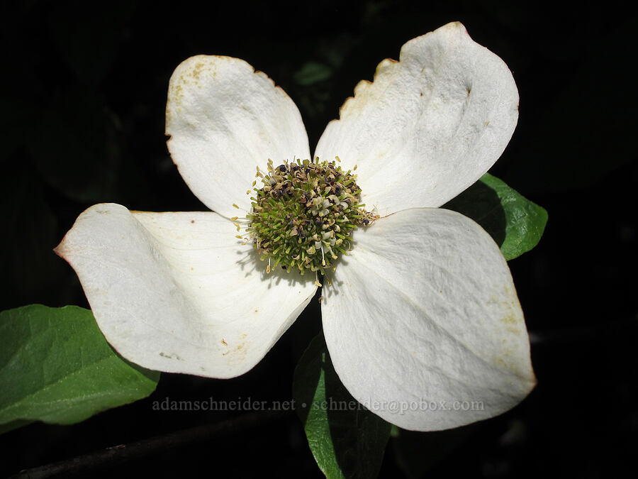 Pacific dogwood (Cornus nuttallii) [Cook Hill, Skamania County, Washington]