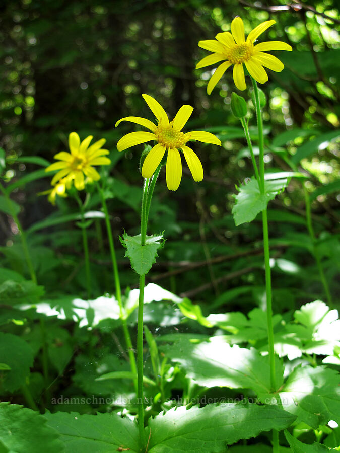 arnica (Arnica latifolia) [Cook Hill, Skamania County, Washington]