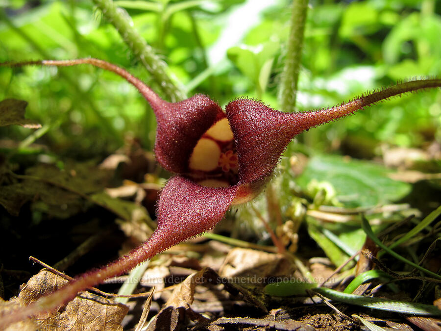 wild ginger flower (Asarum caudatum) [Cook Hill, Gifford Pinchot National Forest, Skamania County, Washington]