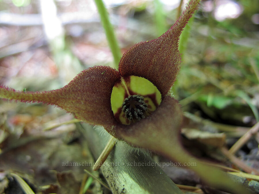 wild ginger flower (Asarum caudatum) [Cook Hill, Gifford Pinchot National Forest, Skamania County, Washington]