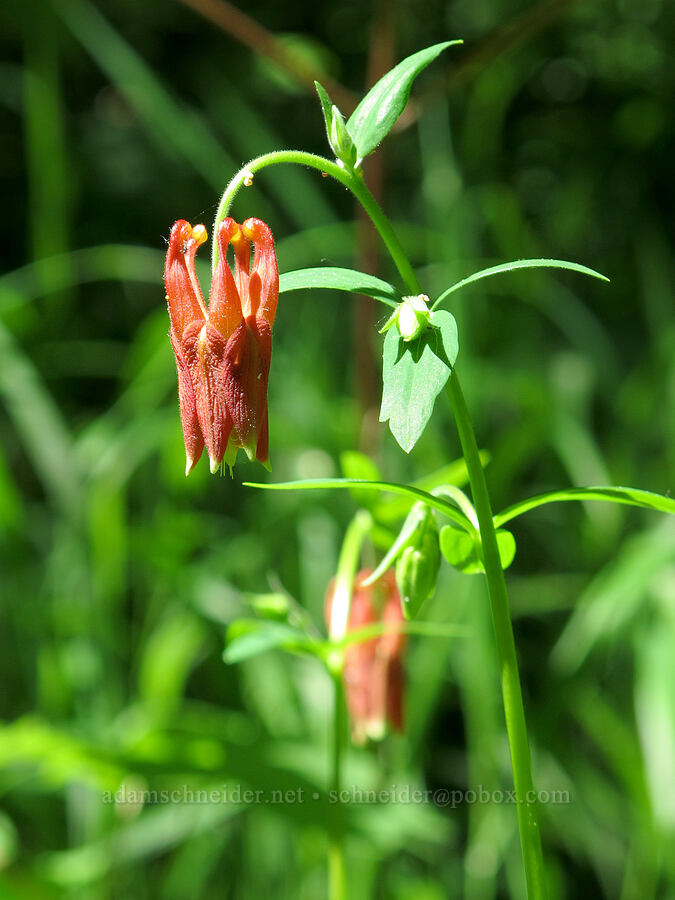 columbine, budding (Aquilegia formosa) [Cook Hill, Gifford Pinchot National Forest, Skamania County, Washington]