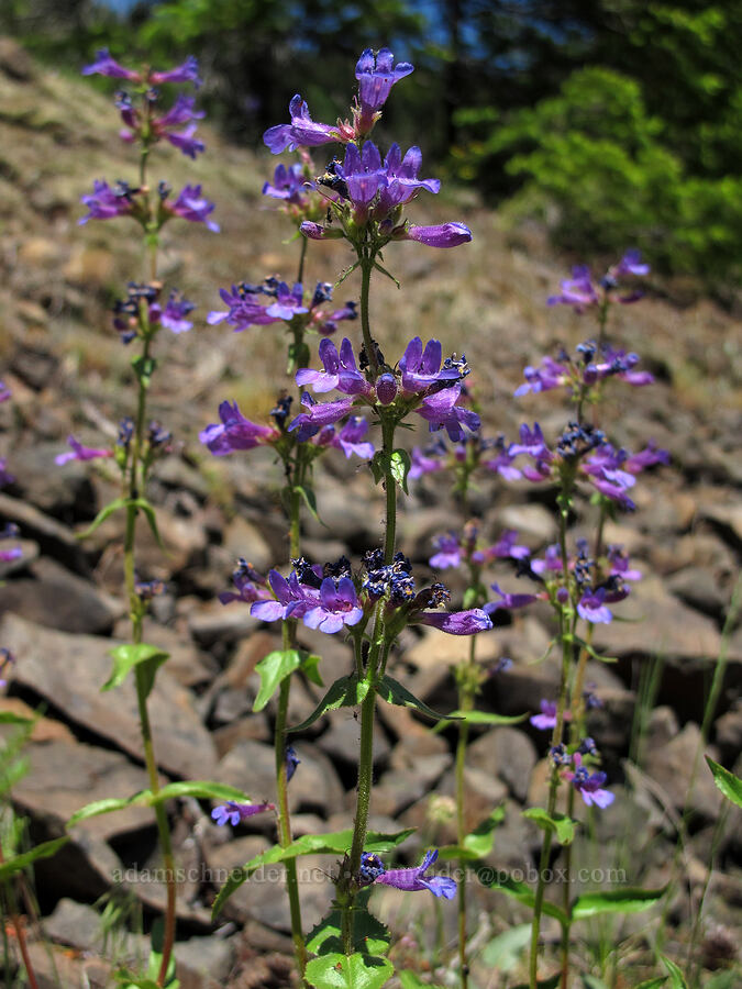 fine-tooth penstemon (Penstemon subserratus) [Cook Hill, Gifford Pinchot National Forest, Skamania County, Washington]