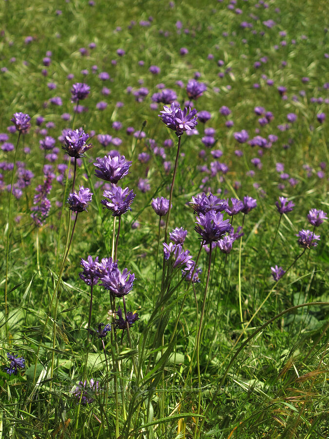 fork-tooth ookow (Dichelostemma congestum (Brodiaea congesta)) [Cook Hill, Gifford Pinchot National Forest, Skamania County, Washington]