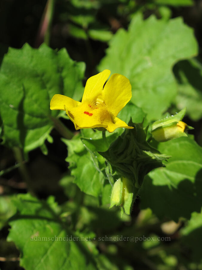 common monkeyflower (Erythranthe guttata (Mimulus guttatus)) [Cook Hill, Gifford Pinchot National Forest, Skamania County, Washington]