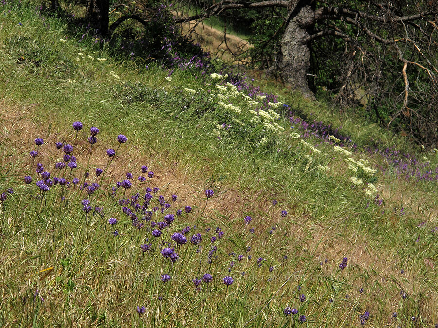 ookow, buckwheat, & vetch (Dichelostemma congestum (Brodiaea congesta), Eriogonum compositum, Vicia villosa) [Cook Hill, Gifford Pinchot National Forest, Skamania County, Washington]
