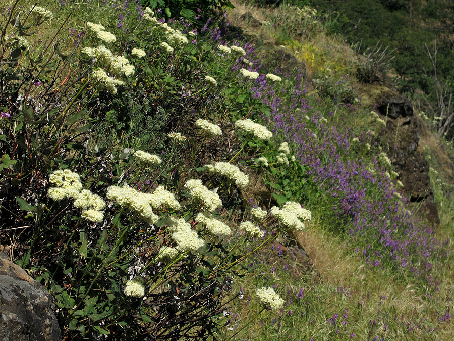 heart-leaf buckwheat & winter vetch (Eriogonum compositum, Vicia villosa) [Cook Hill, Gifford Pinchot National Forest, Skamania County, Washington]