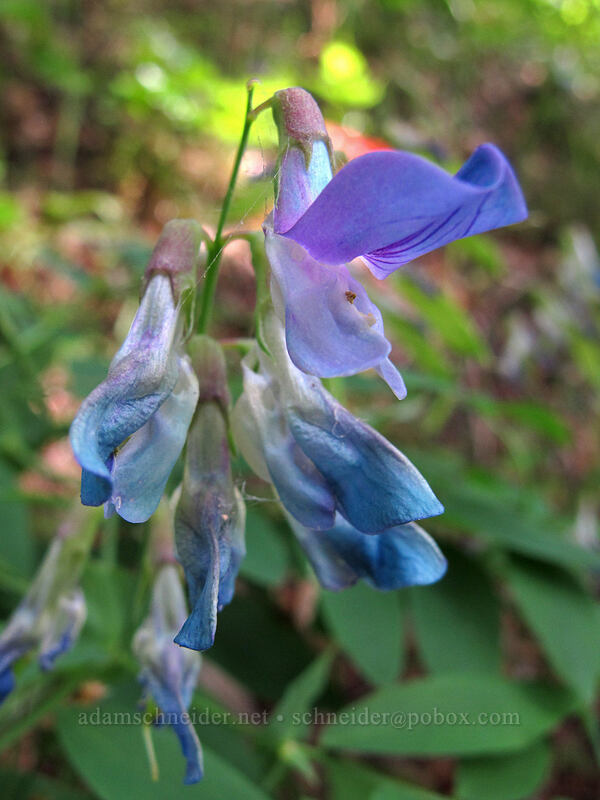 leafy pea-vine (Lathyrus polyphyllus) [Augspurger Trail, Gifford Pinchot National Forest, Skamania County, Washington]