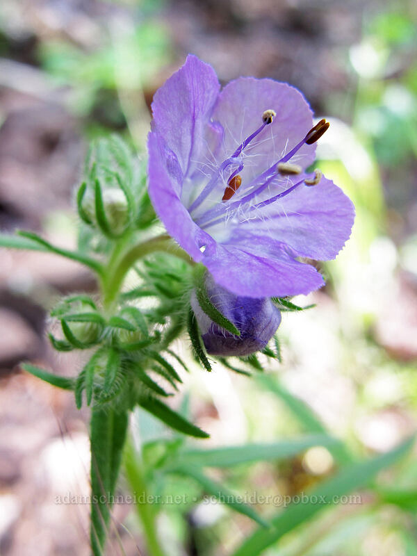 thread-leaf phacelia (Phacelia linearis) [Augspurger Trail, Gifford Pinchot National Forest, Skamania County, Washington]