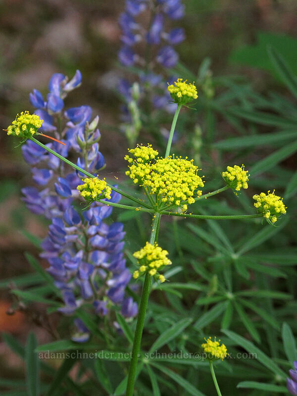 nine-leaf desert parsley (Lomatium triternatum) [Augspurger Trail, Gifford Pinchot National Forest, Skamania County, Washington]