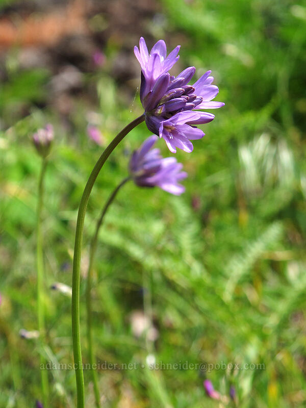 fork-tooth ookow (Dichelostemma congestum (Brodiaea congesta)) [Augspurger Trail, Gifford Pinchot National Forest, Skamania County, Washington]