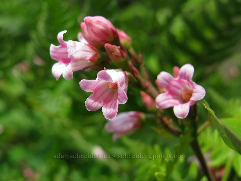 spreading dogbane (Apocynum androsaemifolium) [Augspurger Trail, Gifford Pinchot National Forest, Skamania County, Washington]