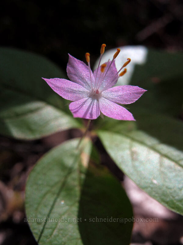 Pacific starflower (Lysimachia latifolia (Trientalis borealis ssp. latifolia)) [Augspurger Trail, Gifford Pinchot National Forest, Skamania County, Washington]