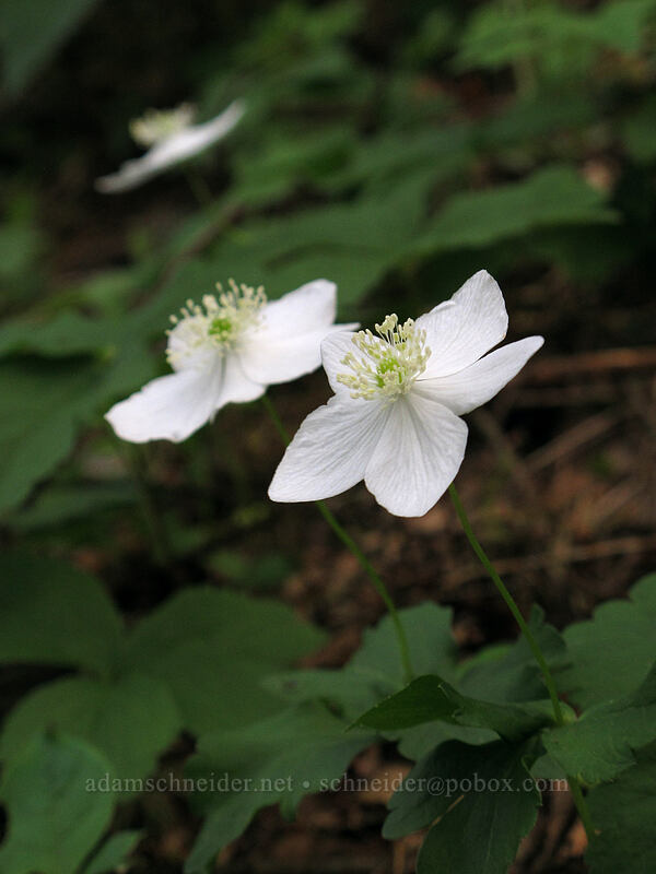 Columbia windflower (Anemone deltoidea (Anemonastrum deltoideum)) [Augspurger Trail, Gifford Pinchot National Forest, Skamania County, Washington]