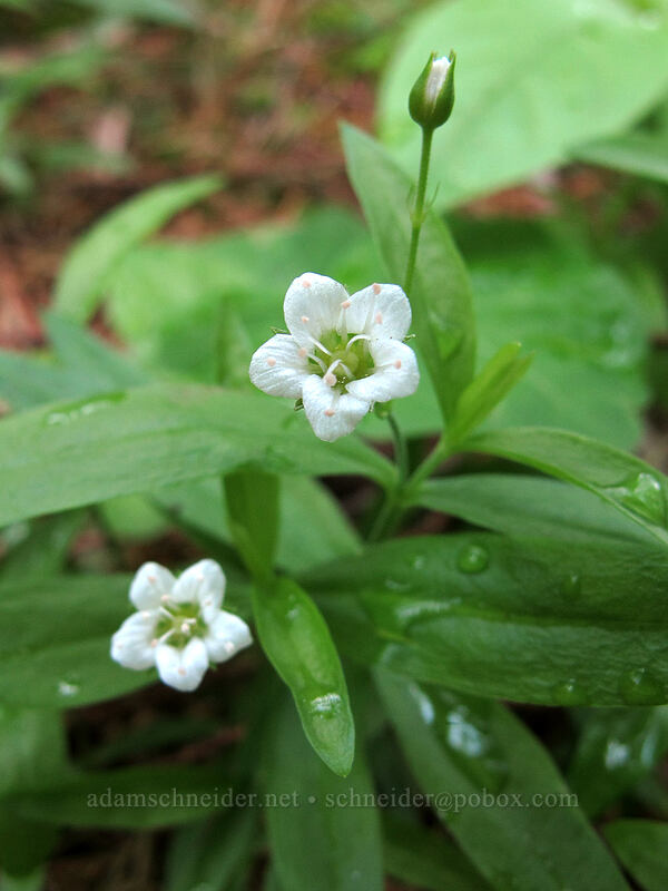 big-leaf sandwort (Moehringia macrophylla) [Augspurger Trail, Gifford Pinchot National Forest, Skamania County, Washington]