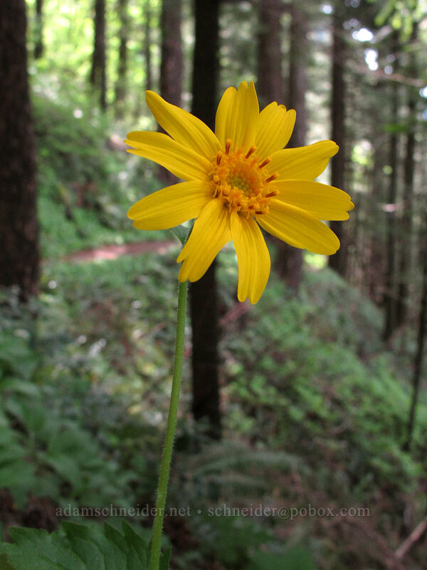 heart-leaf arnica (Arnica cordifolia) [Augspurger Trail, Gifford Pinchot National Forest, Skamania County, Washington]