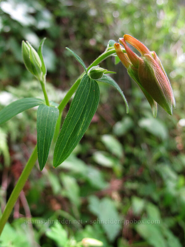 columbine, budding (Aquilegia formosa) [Augspurger Trail, Gifford Pinchot National Forest, Skamania County, Washington]