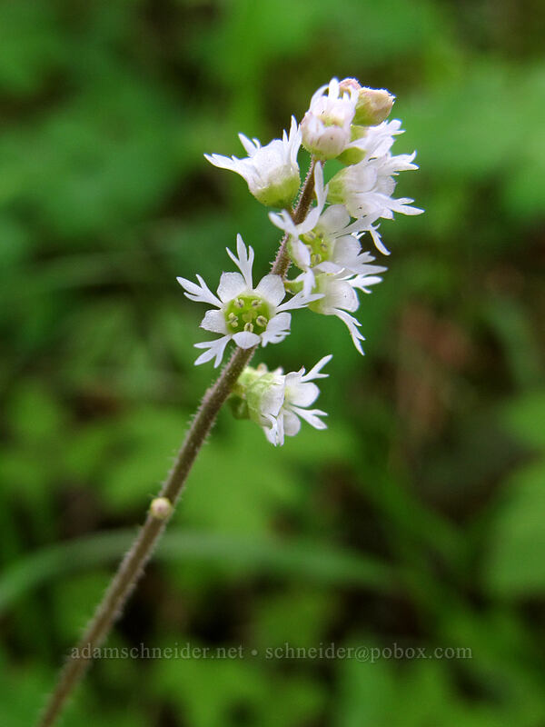 three-tooth mitrewort (Ozomelis trifida (Mitella trifida)) [Augspurger Trail, Gifford Pinchot National Forest, Skamania County, Washington]