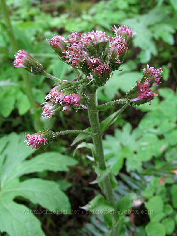 sweet coltsfoot (Petasites frigidus var. palmatus) [Dog Mountain Trail, Gifford Pinchot National Forest, Skamania County, Washington]